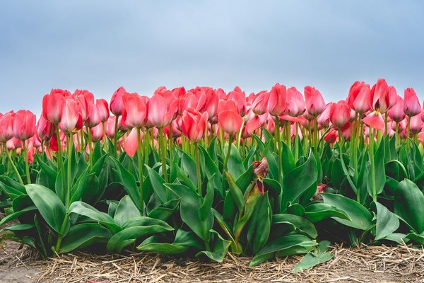 Pâques Savoureux : Sublimez Votre Fête avec des Décorations Gourmandes!