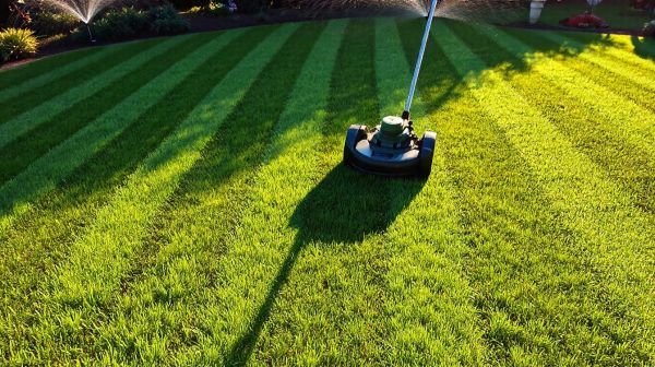 Meilleures pratiques pour maintenir votre jardin avec tondeuse thermique